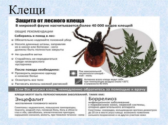 Защита от лесного клеща